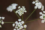 Stiff cowbane